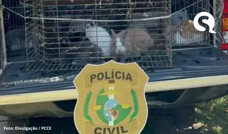 Polícia resgata 45 coelhos mantidos em cativeiro e em condições de maus-tratos em Fortaleza