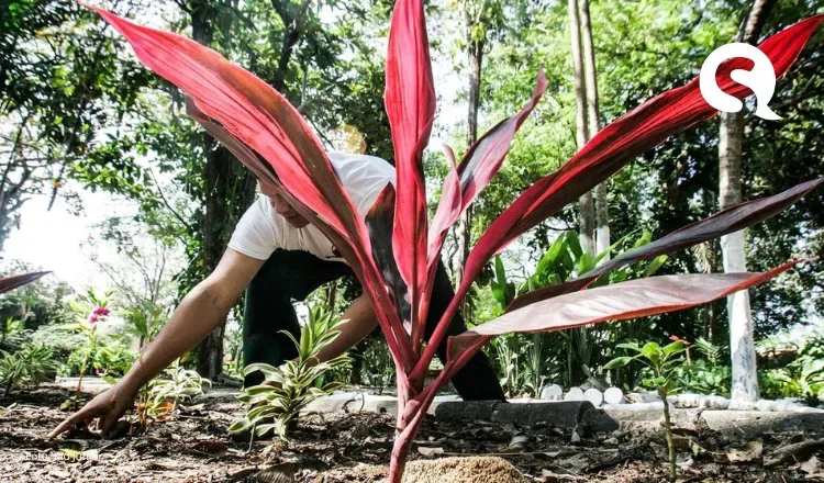O que é a ‘doença do jardineiro’, que tem quase 40 casos no CE