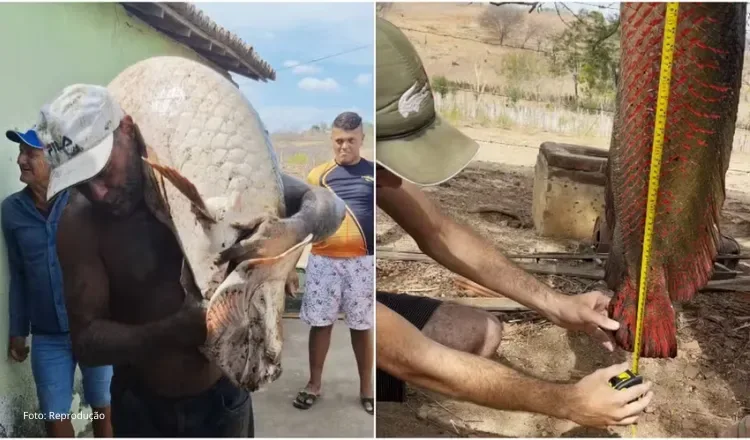 Pescador desmitifica lenda de peixe gigante no sertão cearense e captura pirarucu maior que muita gente