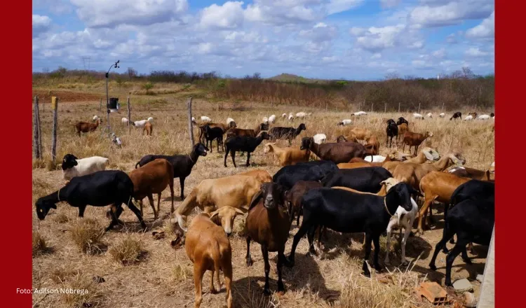 Embrapa promove venda pública de ovinos de seu rebanho em Sobral