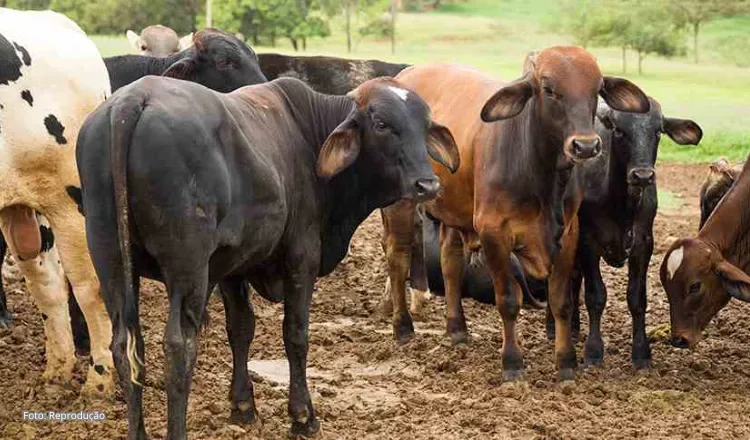 Ceará registra crescimento na agropecuária em 2025